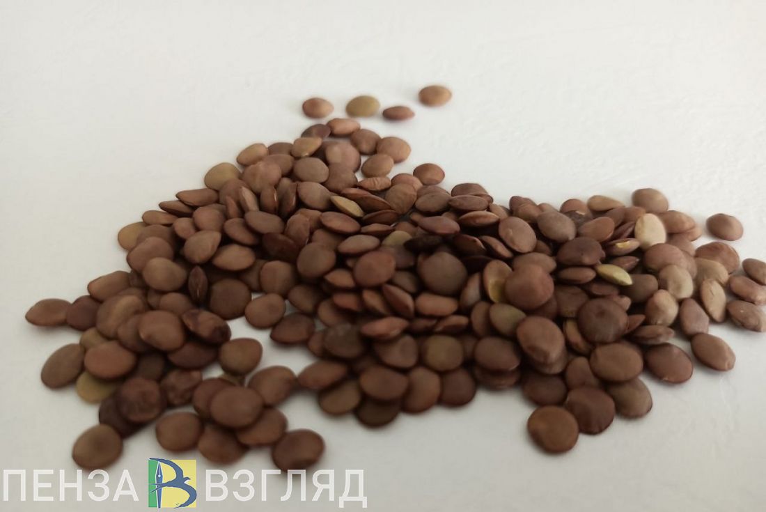 В Пензенской области увеличили посевные площади под чечевицу и кукурузу