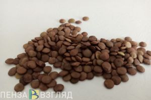 В Пензенской области увеличили посевные площади под чечевицу и кукурузу