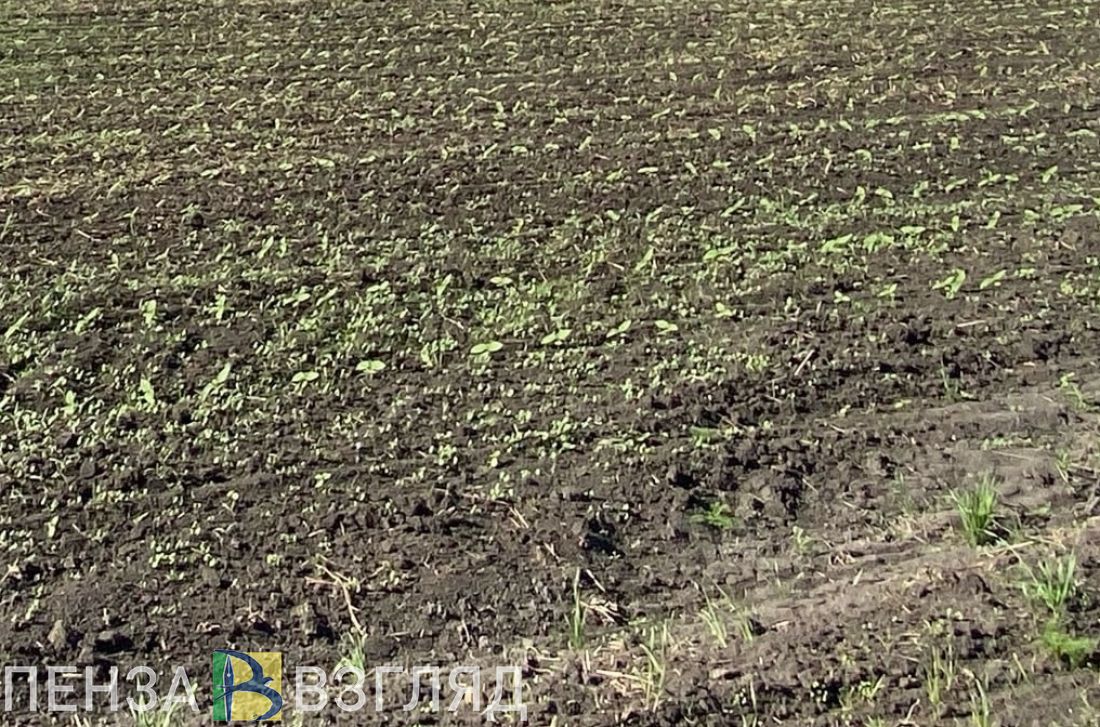 В 2023 году в Пензенской области введут в оборот более 10 тысяч гектаров неиспользуемых земель