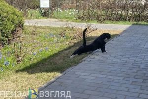 Пензенцы узнали, как выросли траты на домашних животных