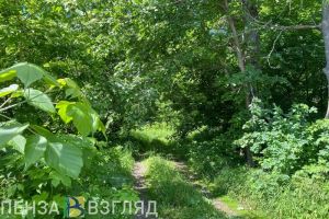 Пропавший мужчина, отключение воды и выход медведя из леса - новости Пензы и области за 20 июня