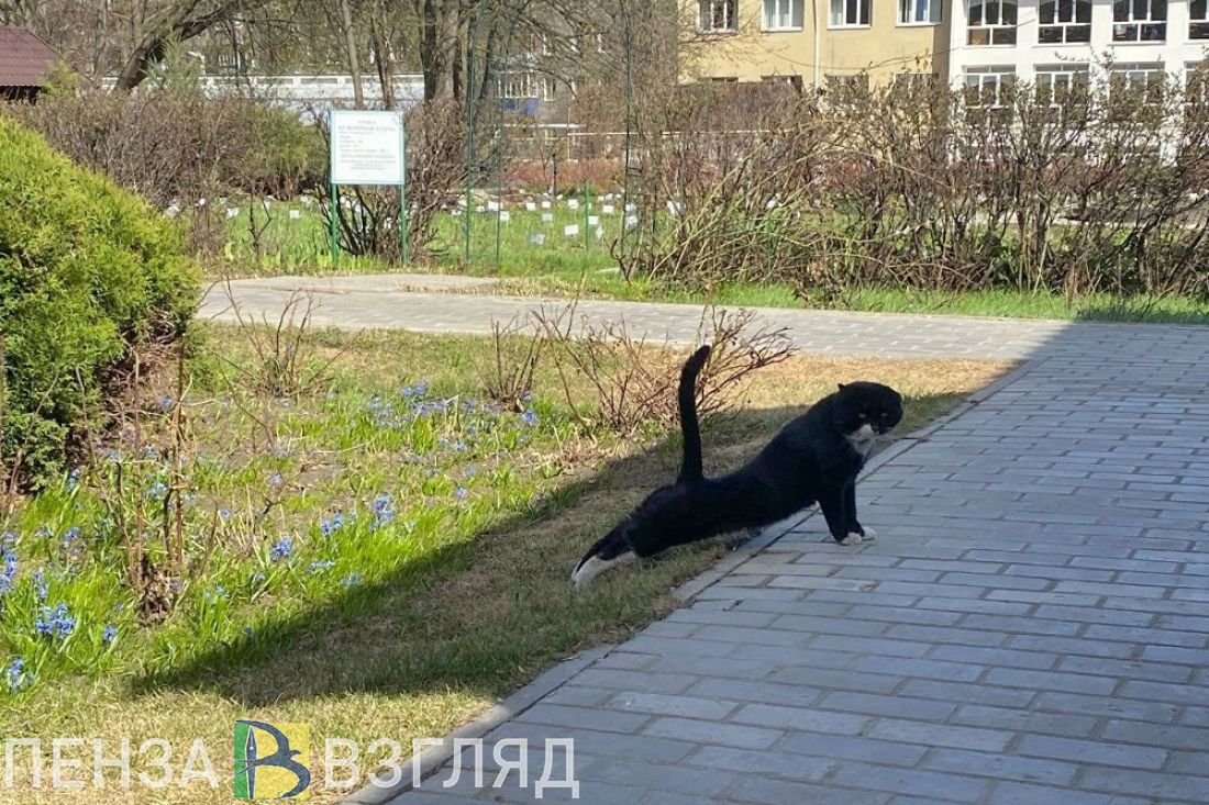 Опубликована программа выступлений хедлайнеров фестиваля «Кошкин джаз» в Пензе (6+)