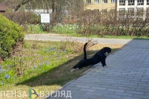 Опубликована программа выступлений хедлайнеров фестиваля «Кошкин джаз» в Пензе (6+)