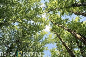 Жителей Пензенской области предупредили о желтом уровне погодной опасности 7 июля