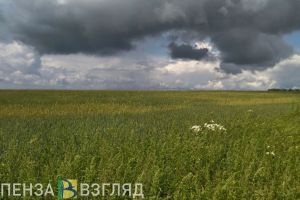 Пензенцам ответили на вопрос о состоянии посевов  после обильных дождей