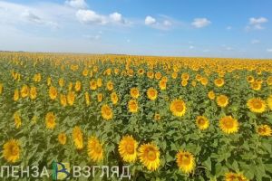 Пьяный водитель автобуса, обрушение проезжей части, состояние посевов после дождей – новости Пензы и Пензенской области за 7 июля