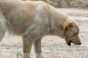 Администрация Заречного выплатит 30 тысяч рублей ребенку, которого укусила бездомная собака