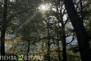 За неделю в Пензенской области выявили 5 нарушений лесного законодательства