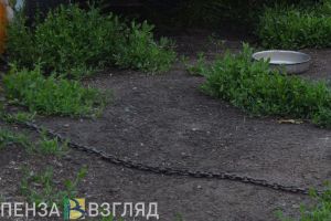 В Пензенской области мужчина посадил сожительницу на цепь во дворе