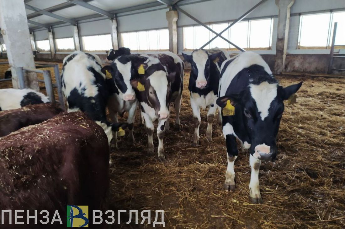 Пензенская область лидирует по надою на одну корову в ПФО