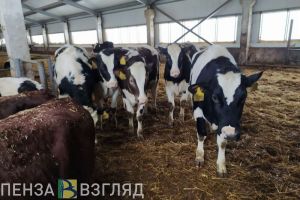 Пензенская область лидирует по надою на одну корову в ПФО