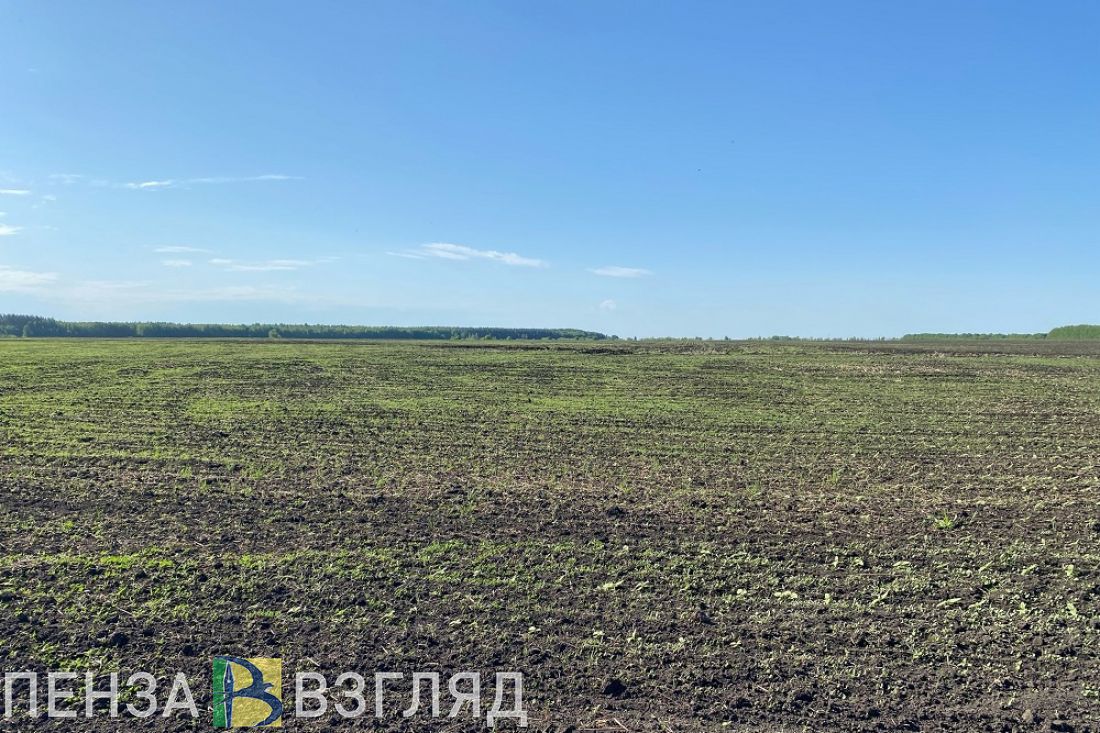 В Пензенской области приступили к севу озимых культур