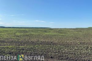 В Пензенской области приступили к севу озимых культур