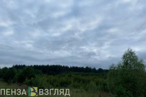 Леса Пензенской области приносят больше денег, чем ожидалось