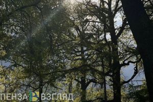 Сохраняется высокая пожароопасность лесов в Пензенской области