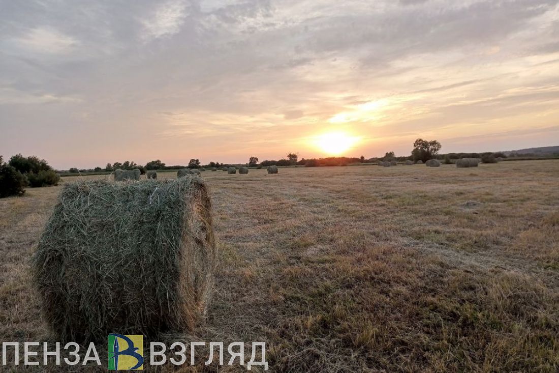 Названа средняя зарплата в сельхозпредприятиях Пензенской области