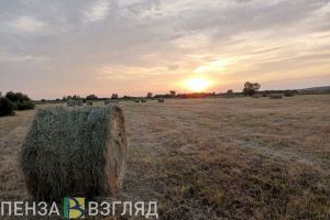 Названа средняя зарплата в сельхозпредприятиях Пензенской области