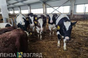 Пензенская область лидирует в ПФО по надою молока на одну корову