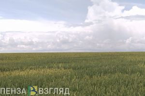 Появились подробности крушения легкомоторного самолета под Пензой
