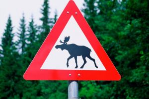 В Пензенской области насмерть сбили двух лосей