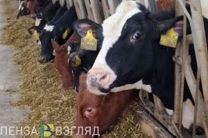 Пензенская область на первом месте в ПФО по индексу производства сельхозпродуктов