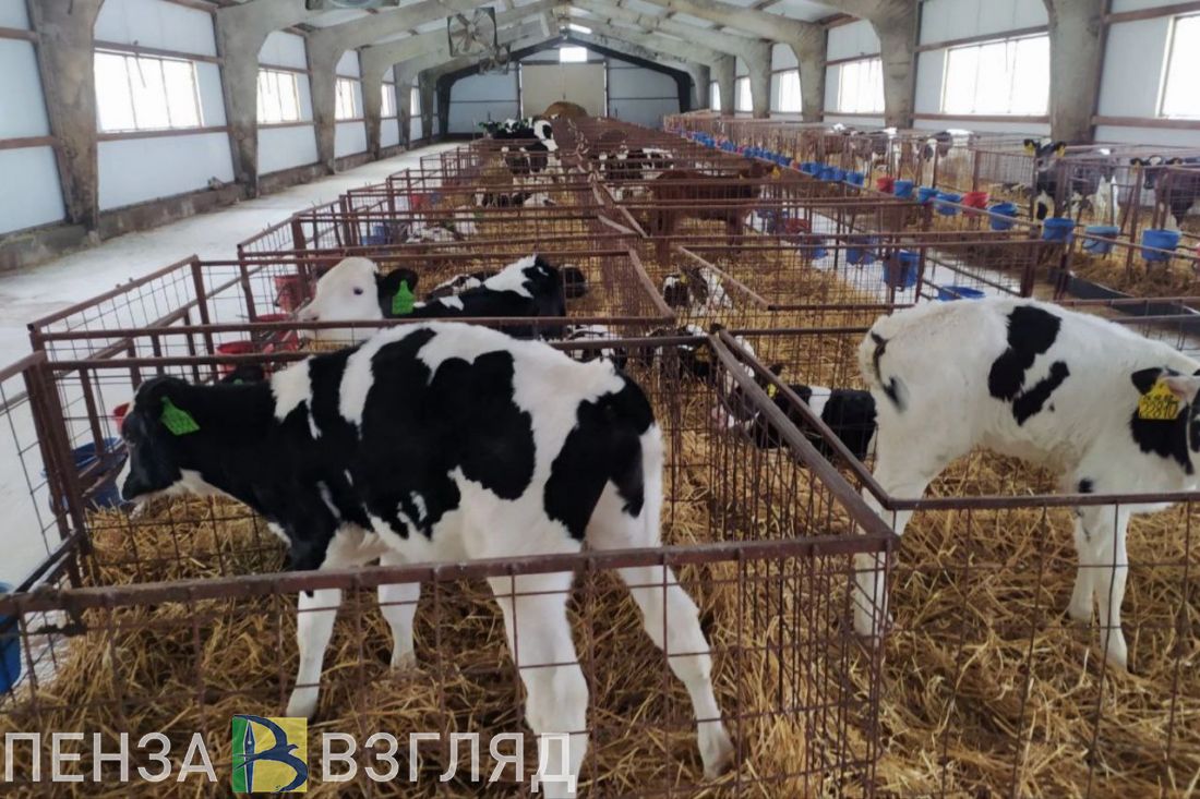 В Пензенской области произвели 278,5 тысяч тонн  молока