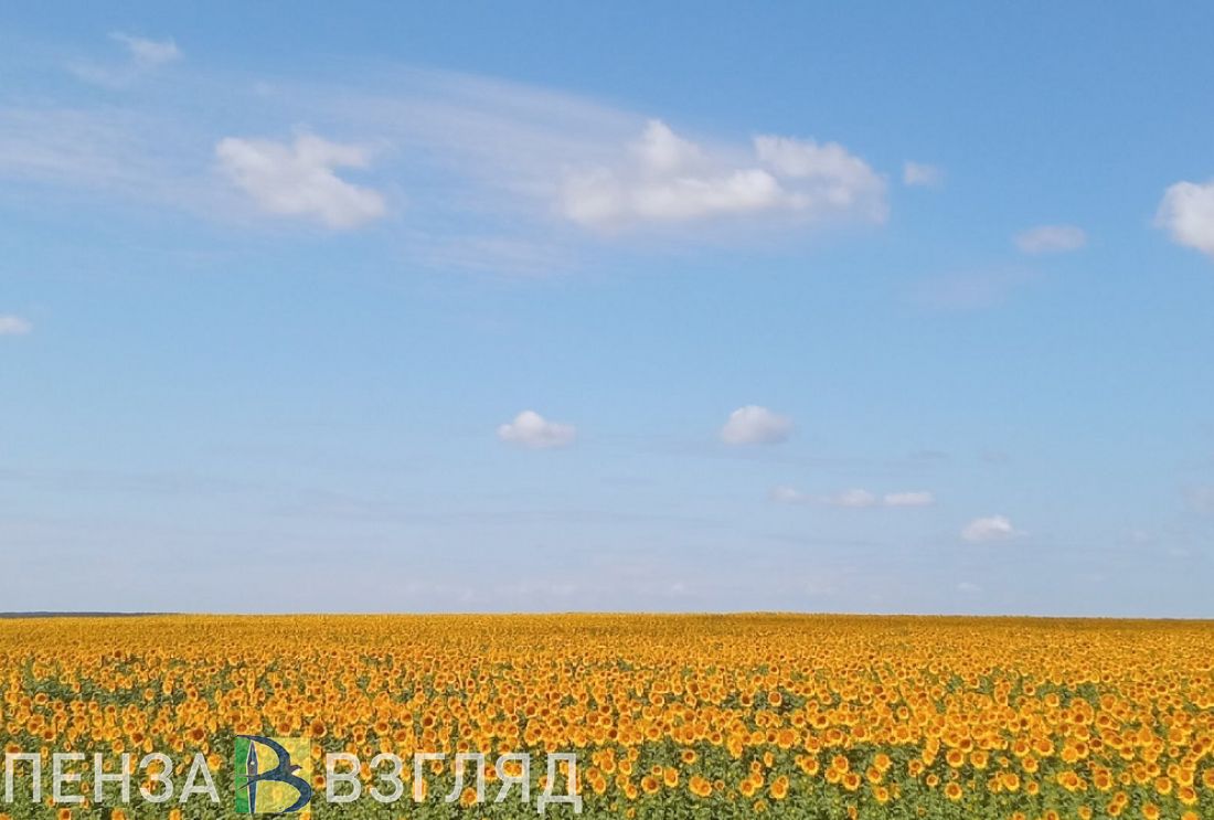 Аграрии Пензенской области убрали 62% подсолнечника
