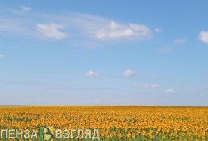 Аграрии Пензенской области убрали 62% подсолнечника