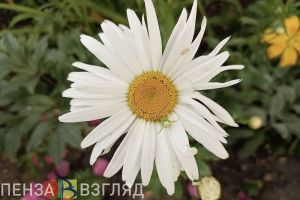 Первый том Красной книги Пензенской области будет переиздан