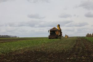 В Пензенской области собрали более 1,8 миллиона тонн сахарной свеклы