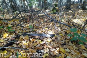 В Кузнецком районе незаконно срубили лес на 95 тысяч рублей