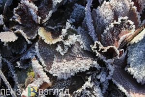 26 октября в Пензе выпадет мокрый снег