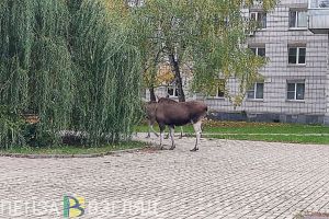 В Пензенской области разыскивается браконьер, убивший лося