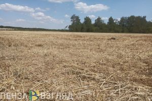 В Пензенской области уборка зерновых культур выполнена на 97%