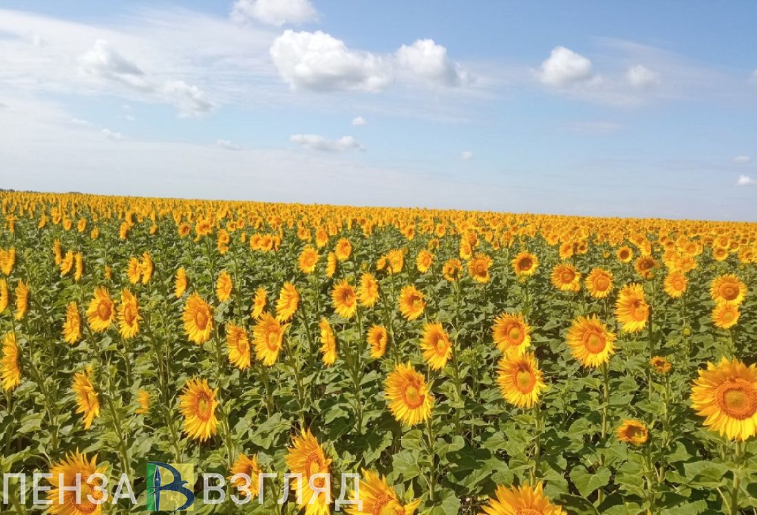 В Пензенской области собрали более 513 тысяч тонн подсолнечника
