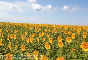 В Пензенской области собрали более 513 тысяч тонн подсолнечника