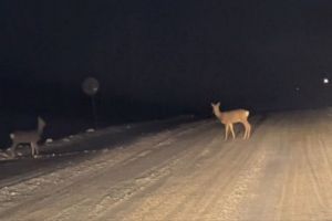 В Пензенской области насмерть сбили трех косуль