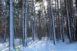 Сильный мороз, смертельное ДТП на мосту, деньги на отлов собак – новости Пензы и области за 6 декабря
