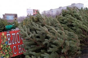 Елки взлетают в цене: россиянам придется раскошелиться