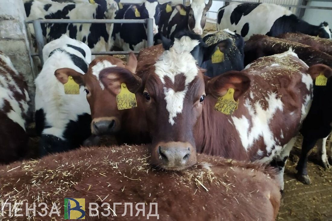 В Пензенской области увеличилось производство молока, яиц и мяса