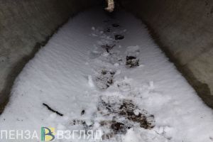 Пропавшая пенсионерка, прямая линия Путина и ночной мороз - новости Пензы и области за 14 декабря
