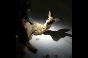 Опубликовано видео спасения косули в Засечном