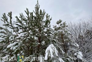 В Пензенской области произвели отстрел 1666 лисиц