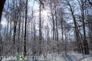 6 января в Пензенской области ожидается мороз