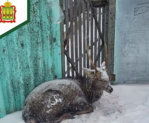 В Пензенской области оленя спасли от бродячих собак
