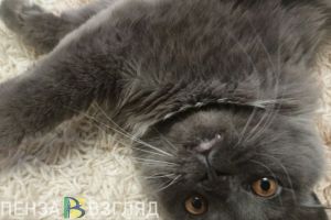 Эксперты назвали главную опасность при подборе корма для котов и кошек
