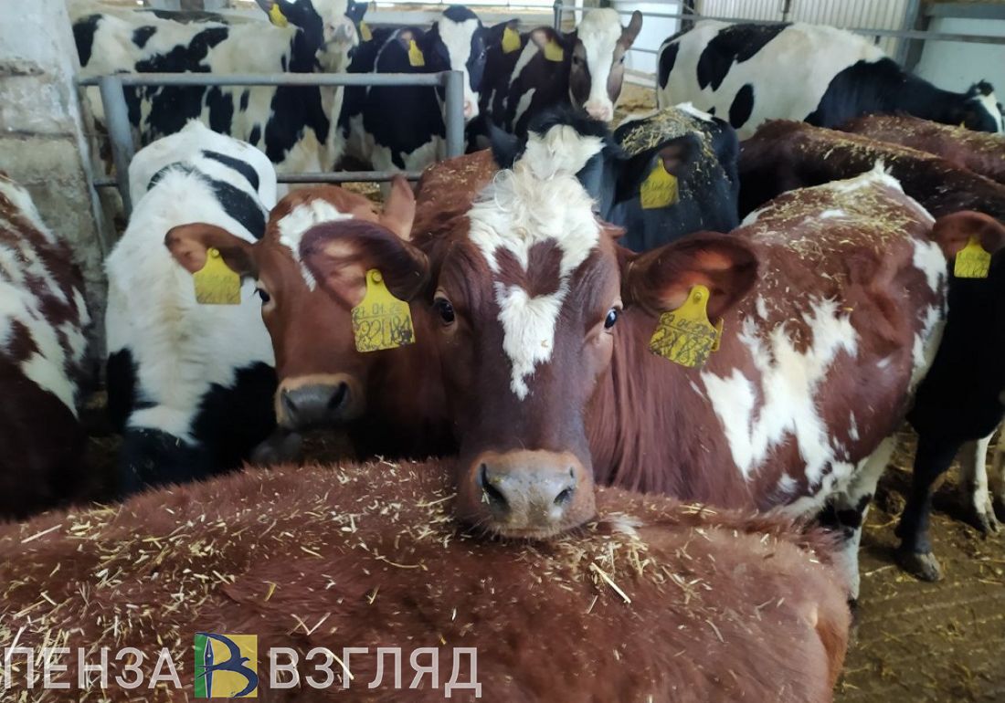 Пензенским аграриям выделят субсидии на развитие приоритетных направлений АПК