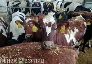 Пензенским аграриям выделят субсидии на развитие приоритетных направлений АПК