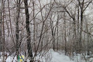 Житель Пензенской области может сесть в тюрьму за 7 убитых косуль