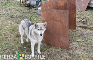 Пензячке выплатят 30 тысяч рублей за нападение бездомной собаки